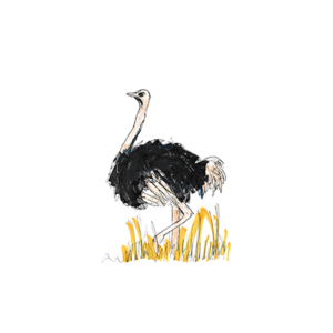 Ostrich